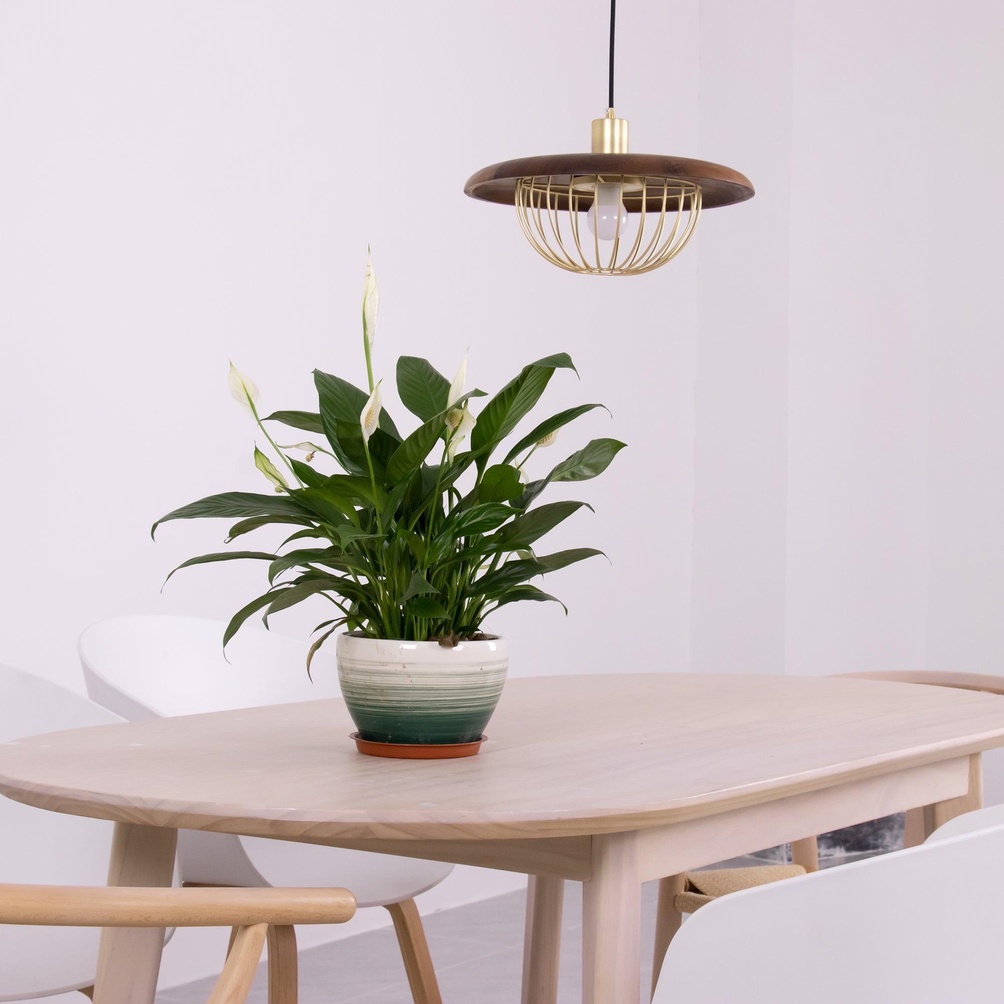 Elanora Wood Retro Vintage Pendant Lamp - Neutralighting